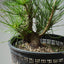 Japanese Black Pine 587 - Bonsaify