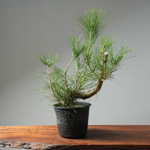Japanese Black Pine 588 - Bonsaify