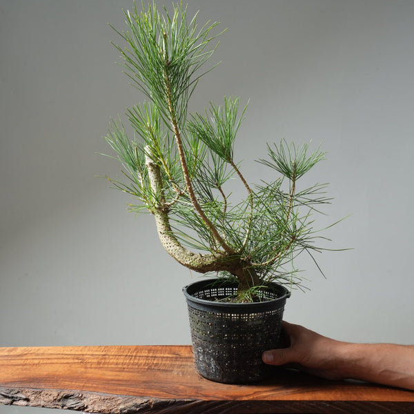 Japanese Black Pine 588 - Bonsaify