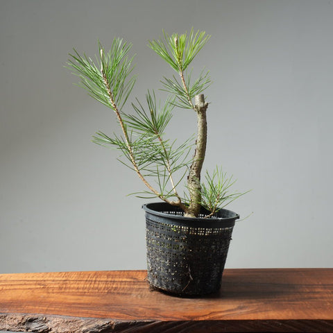 Japanese Black Pine 589 - Bonsaify