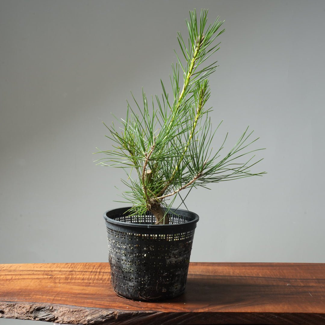 Japanese Black Pine 591 - Bonsaify
