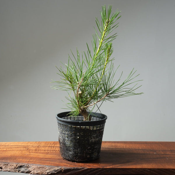 Japanese Black Pine 591 - Bonsaify