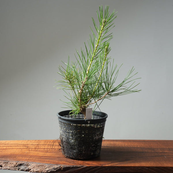 Japanese Black Pine 591 - Bonsaify
