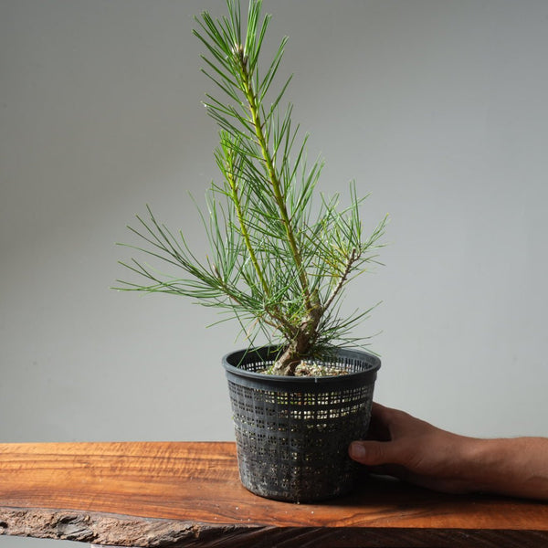 Japanese Black Pine 591 - Bonsaify