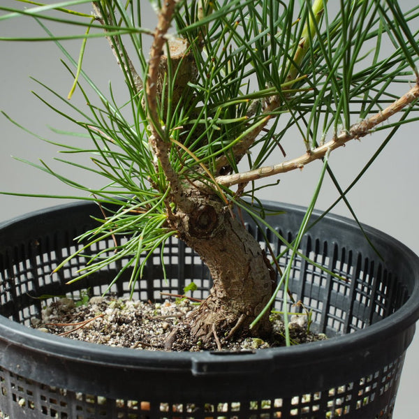 Japanese Black Pine 591 - Bonsaify