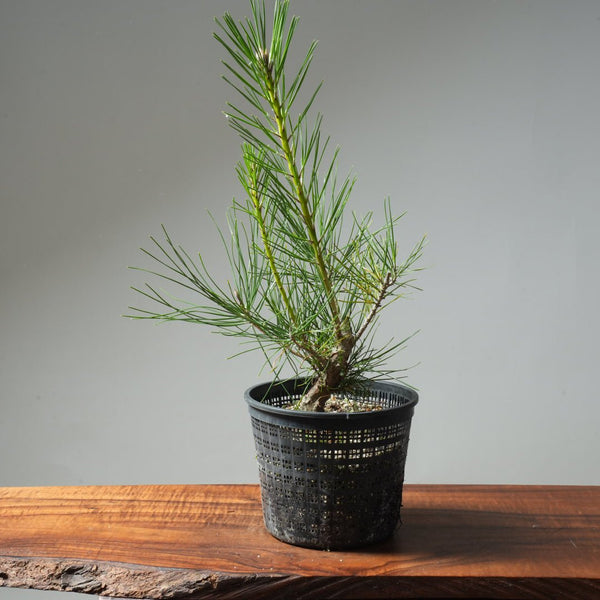 Japanese Black Pine 591 - Bonsaify