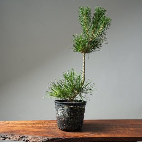 Japanese Black Pine 592 - Bonsaify