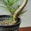 Japanese Black Pine 593 - Bonsaify