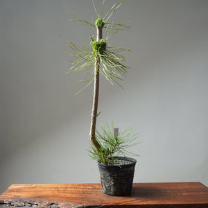 Japanese Black Pine 593 - Bonsaify