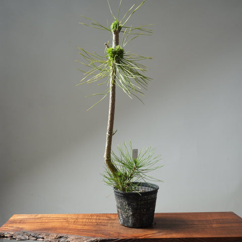 Japanese Black Pine 593 - Bonsaify
