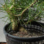 Japanese Black Pine 594 - Bonsaify