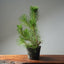 Japanese Black Pine 594 - Bonsaify