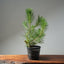 Japanese Black Pine 594 - Bonsaify