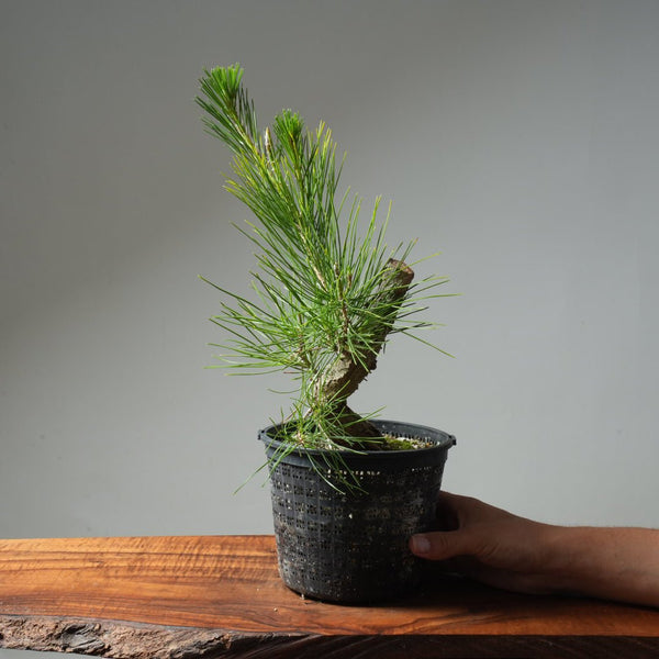 Japanese Black Pine 595 - Bonsaify