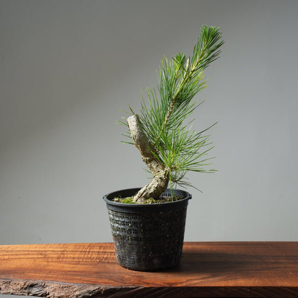 Japanese Black Pine 595 - Bonsaify