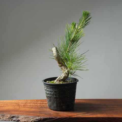 Japanese Black Pine 595 - Bonsaify