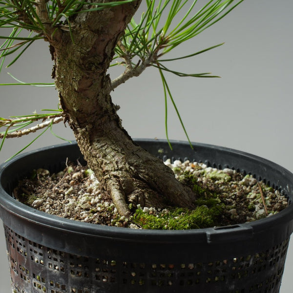 Japanese Black Pine 595 - Bonsaify