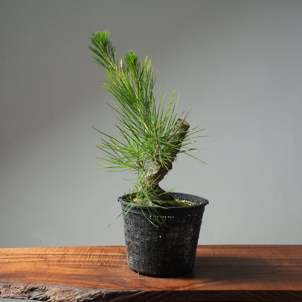 Japanese Black Pine 595 - Bonsaify
