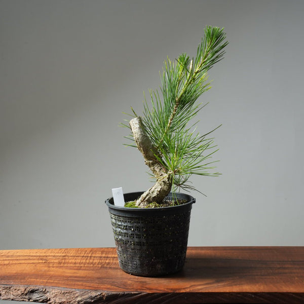 Japanese Black Pine 595 - Bonsaify