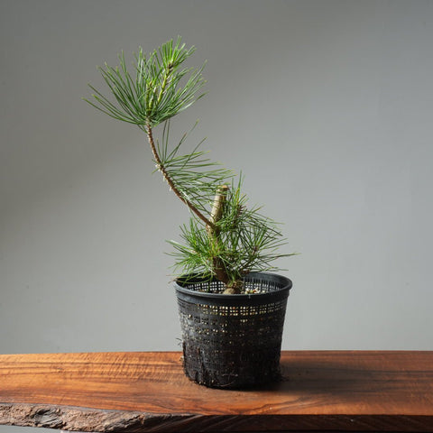 Japanese Black Pine 598 - Bonsaify