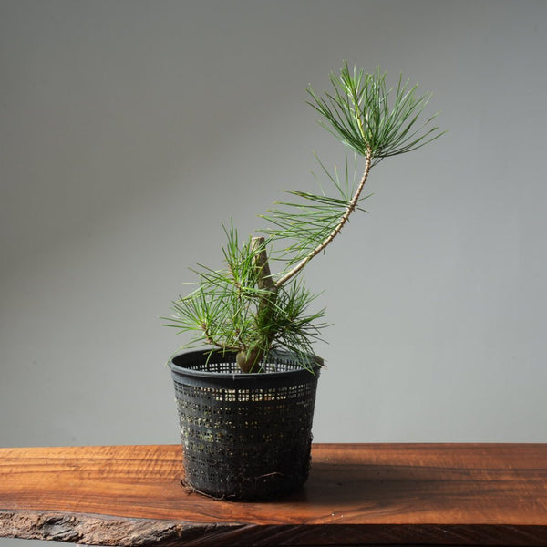 Japanese Black Pine 598 - Bonsaify