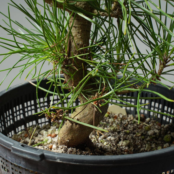 Japanese Black Pine 598 - Bonsaify