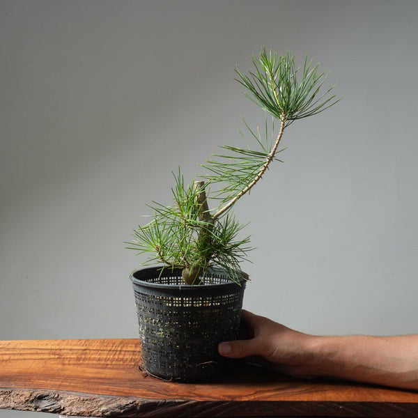 Japanese Black Pine 598 - Bonsaify