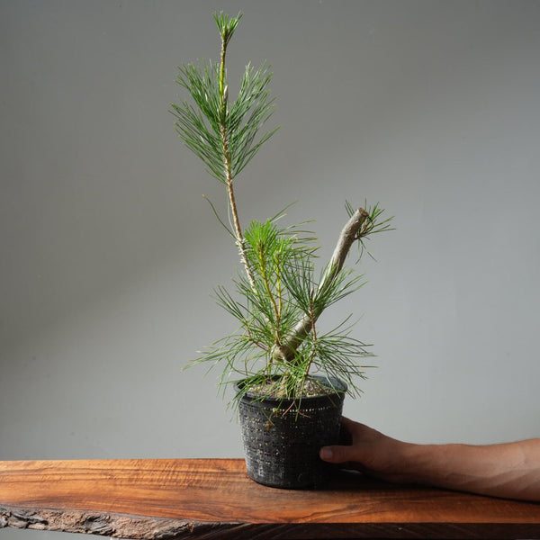 Japanese Black Pine 599 - Bonsaify