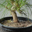 Japanese Black Pine 599 - Bonsaify