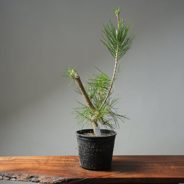 Japanese Black Pine 599 - Bonsaify
