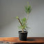 Japanese Black Pine 599 - Bonsaify