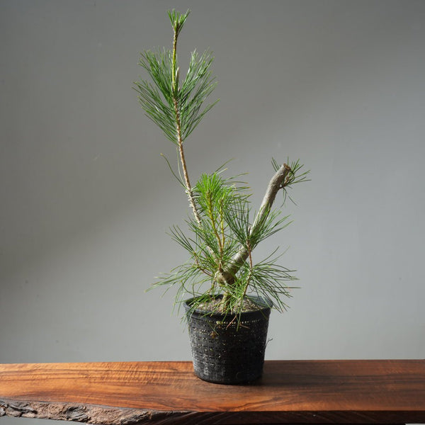Japanese Black Pine 599 - Bonsaify