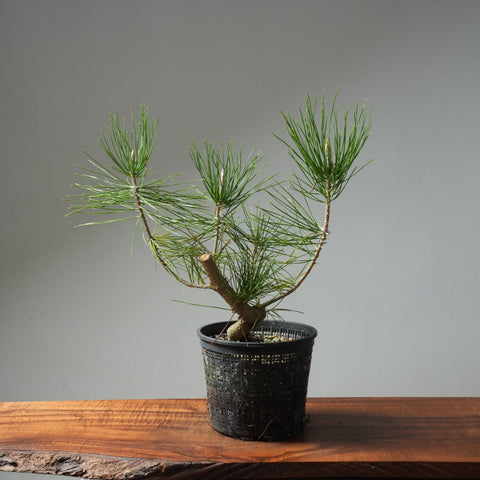 Japanese Black Pine 600 - Bonsaify