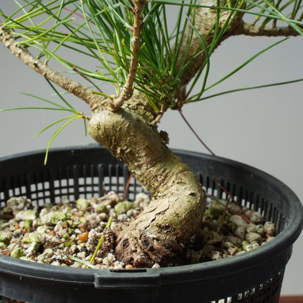 Japanese Black Pine 600 - Bonsaify