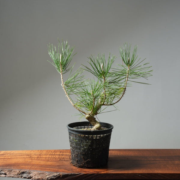 Japanese Black Pine 600 - Bonsaify