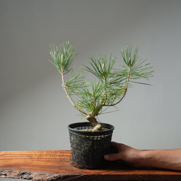 Japanese Black Pine 600 - Bonsaify