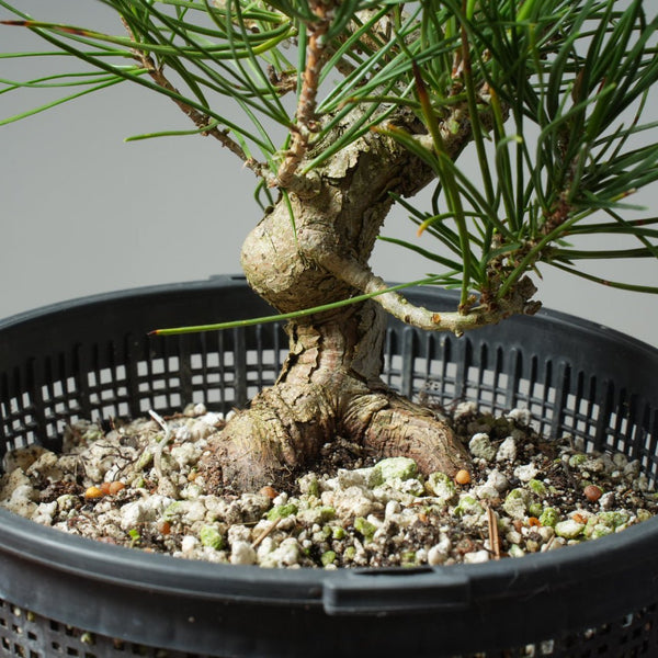 Japanese Black Pine 601 - Bonsaify