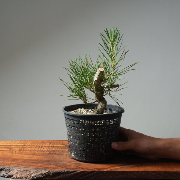 Japanese Black Pine 601 - Bonsaify