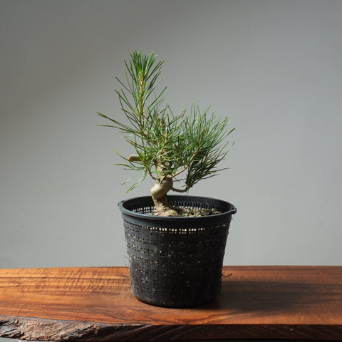 Japanese Black Pine 601 - Bonsaify