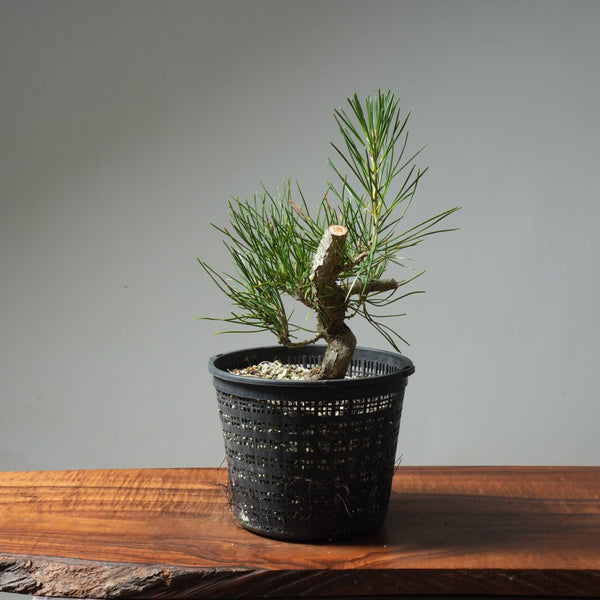 Japanese Black Pine 601 - Bonsaify
