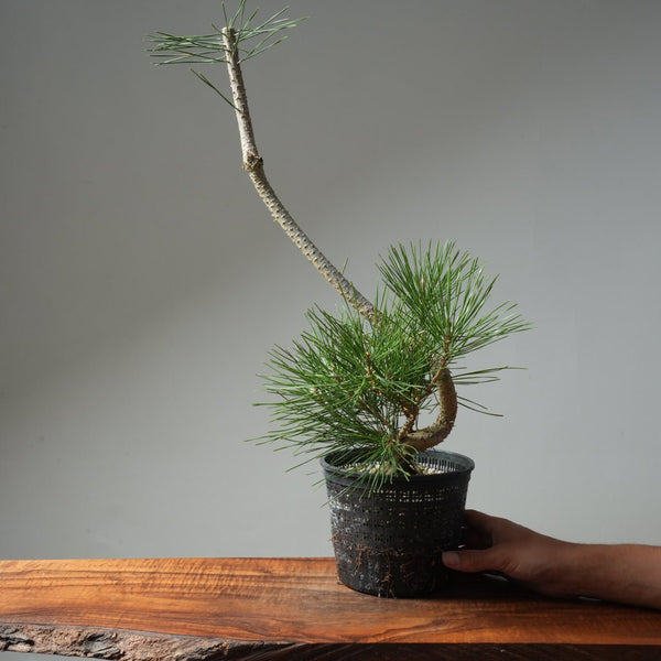 Japanese Black Pine 602 - Bonsaify