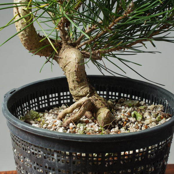 Japanese Black Pine 602 - Bonsaify
