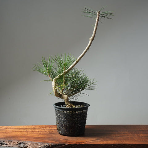 Japanese Black Pine 602 - Bonsaify