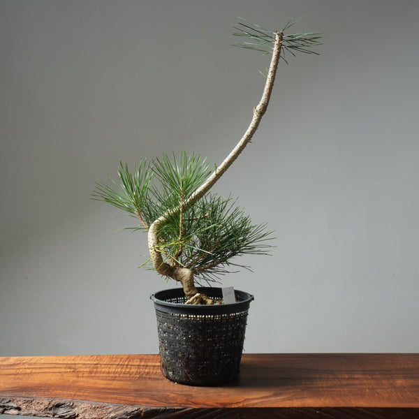 Japanese Black Pine 602 - Bonsaify