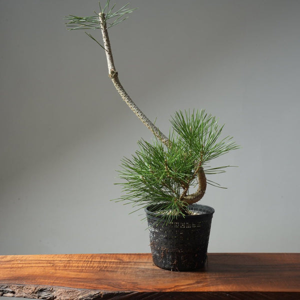Japanese Black Pine 602 - Bonsaify