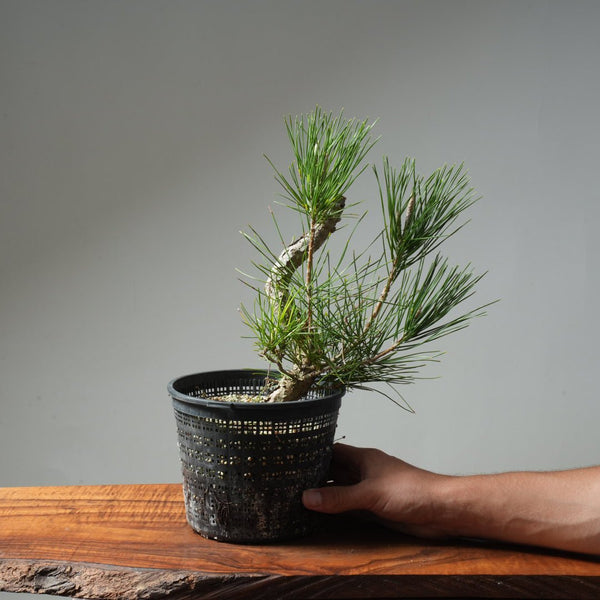 Japanese Black Pine 603 - Bonsaify