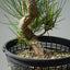 Japanese Black Pine 603 - Bonsaify