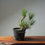 Japanese Black Pine 603 - Bonsaify