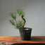 Japanese Black Pine 603 - Bonsaify