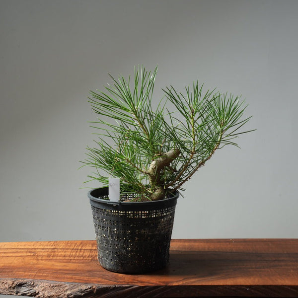 Japanese Black Pine 604 - Bonsaify